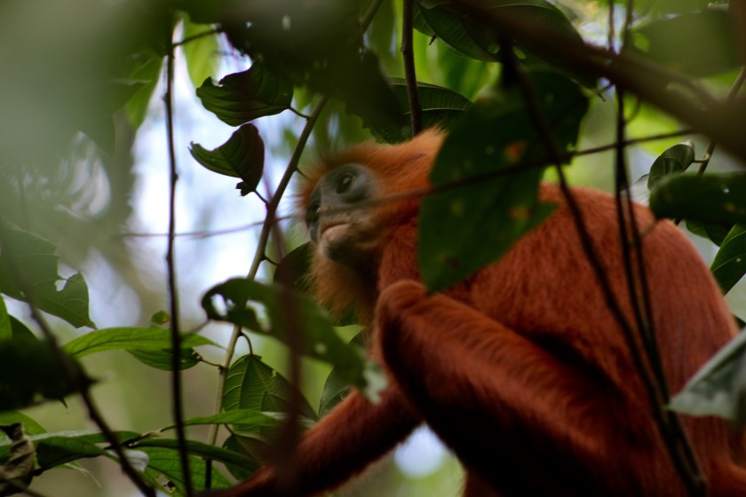 Travelettes » » Borneo – Where The Wild Things Are