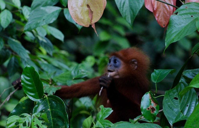 Travelettes » » Borneo – Where The Wild Things Are