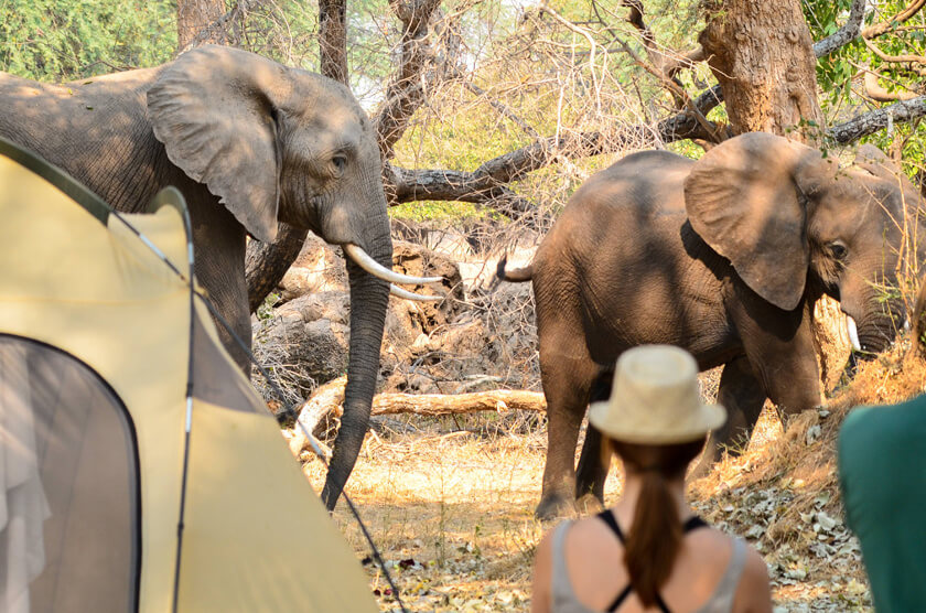 Travelettes » Camping with Elephants in Zimbabwe | Travelettes