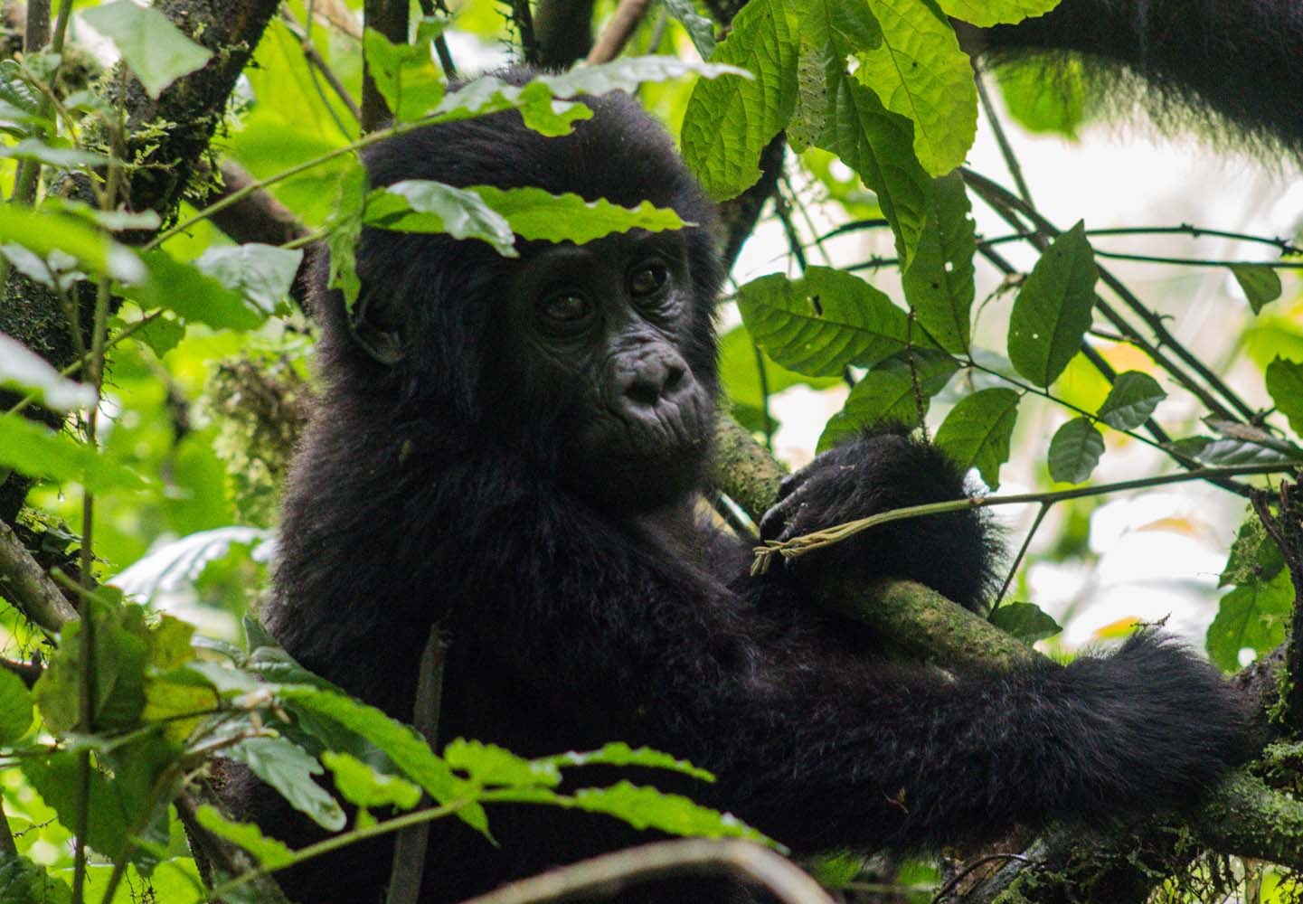 Travelettes » Roadtrip through Uganda: Finding Gorillas, Chimps & Lions ...